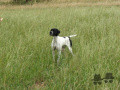Pedigree DOMINO DE LA MERVALLEE Pedigree DOMINO DE LA MERVALLEE
